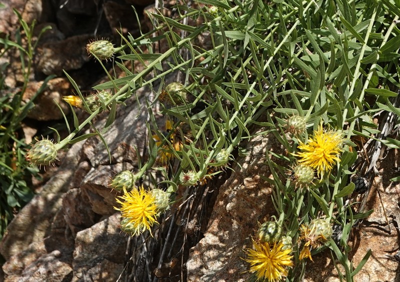 Centaurea derderiifolia