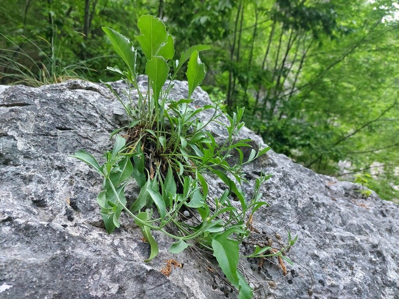 Centaurea derventana photo 2