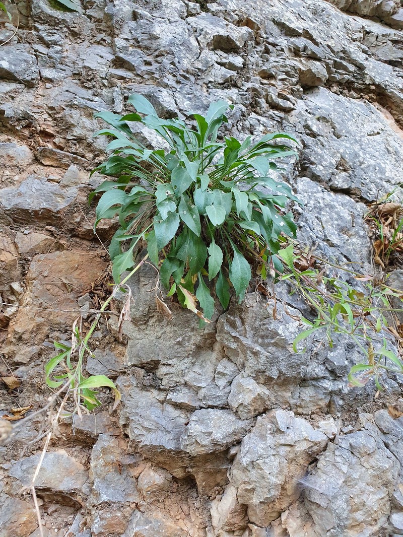 Centaurea derventana photo 6