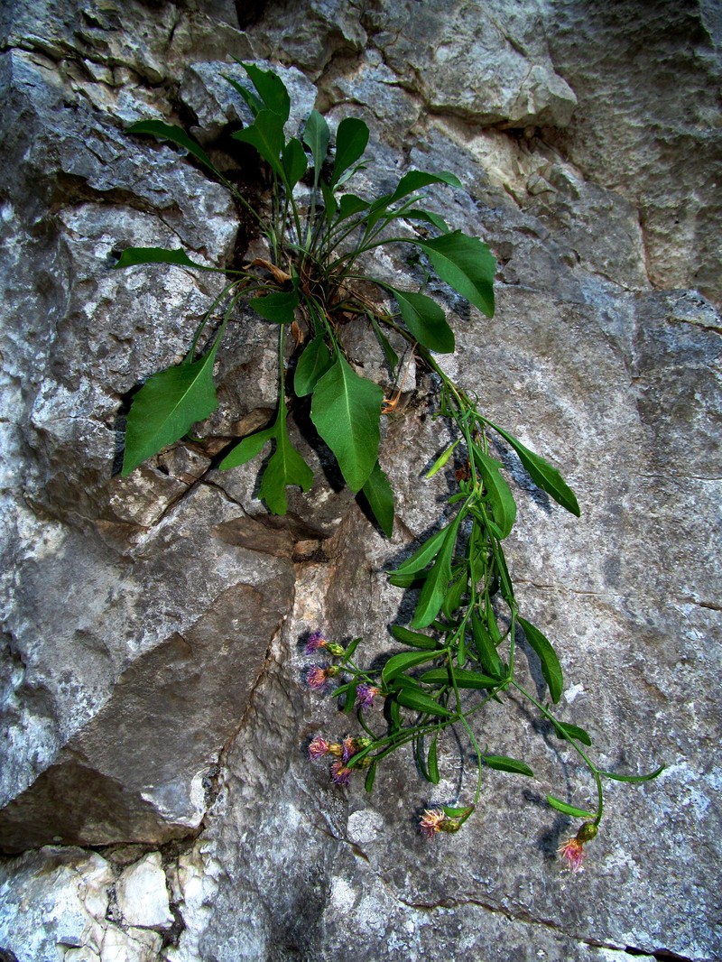 Centaurea derventana