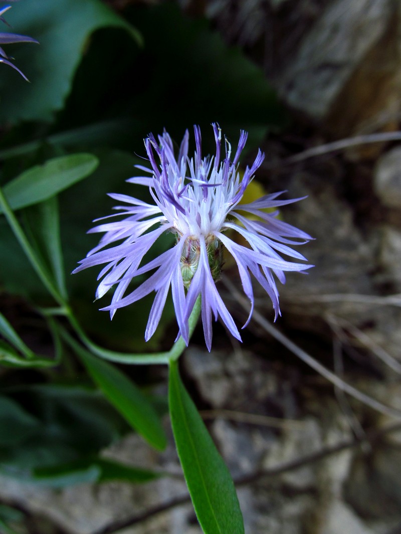 Centaurea derventana photo 8