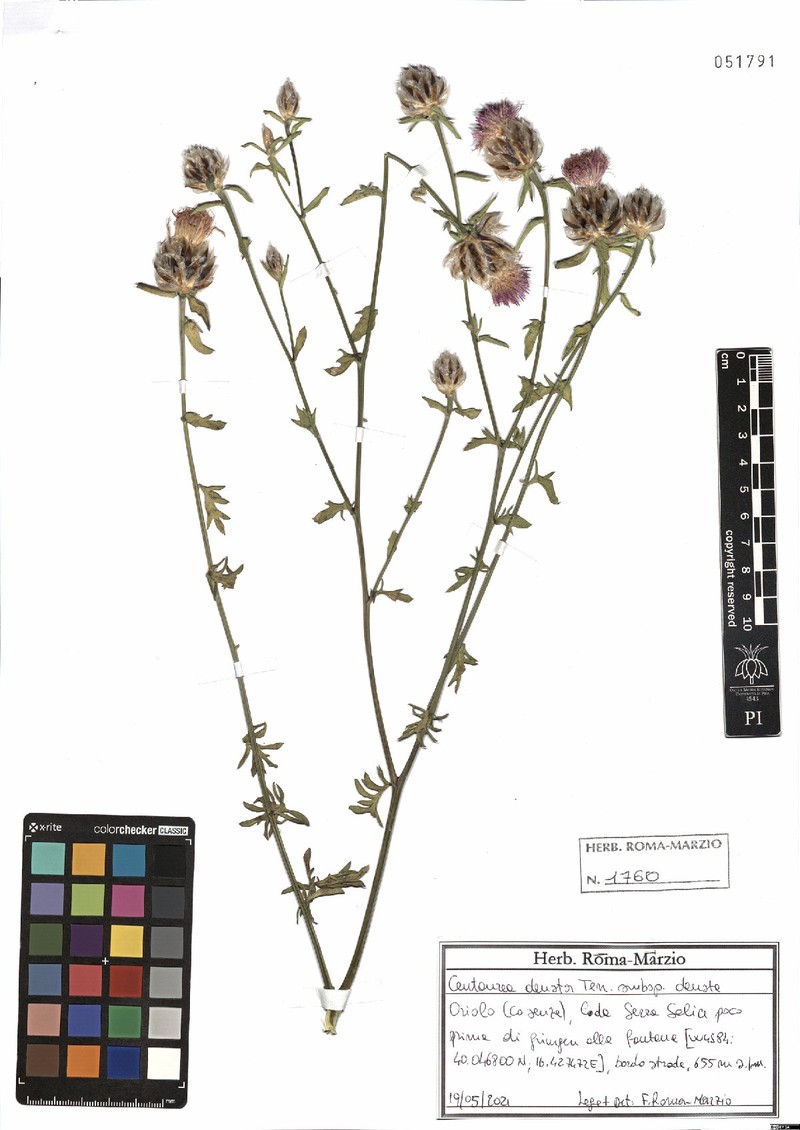 Centaurea deusta subsp. deusta photo 2
