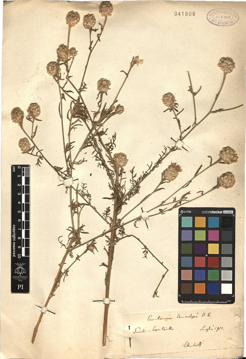 Centaurea deusta subsp. deusta photo 3
