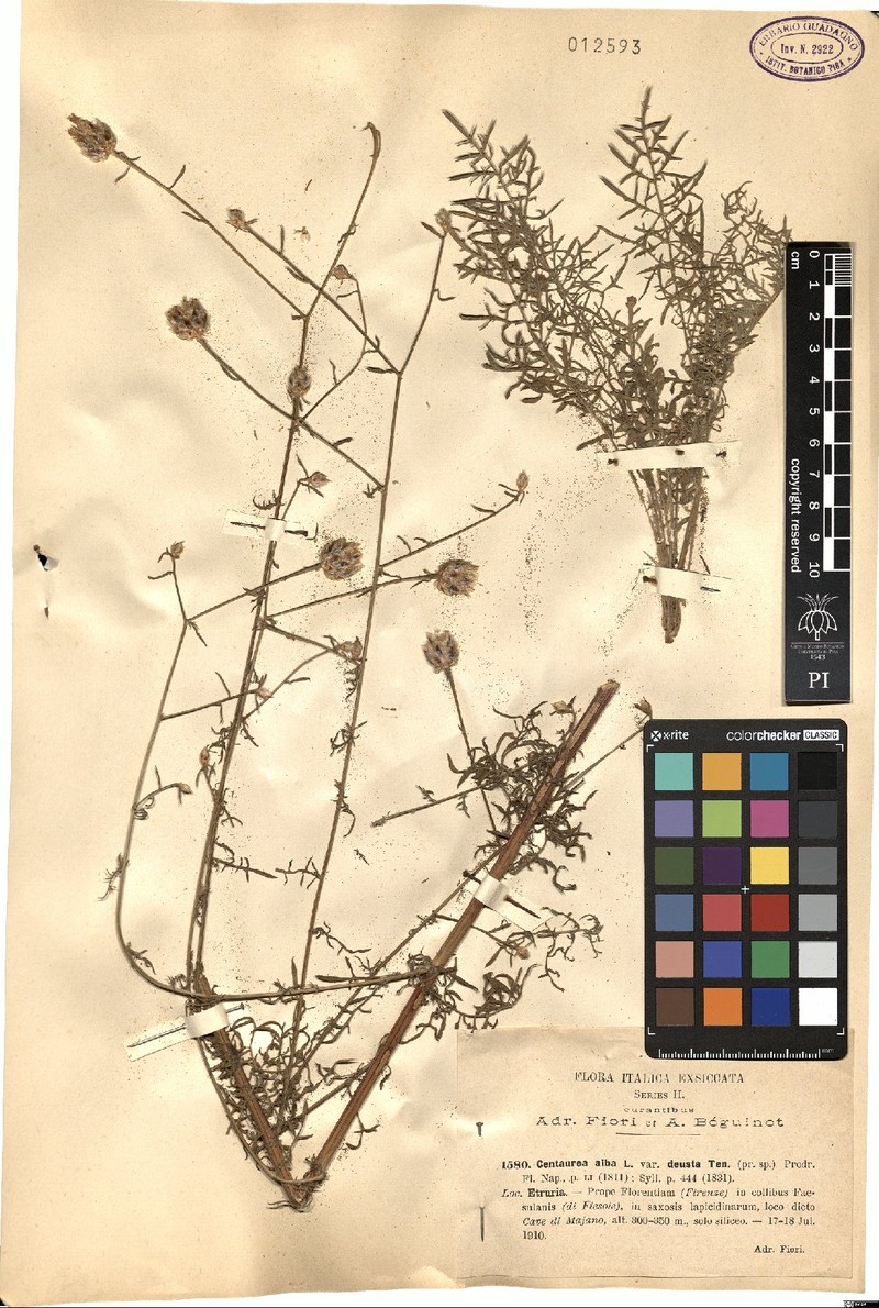 Centaurea deusta subsp. deusta photo 4