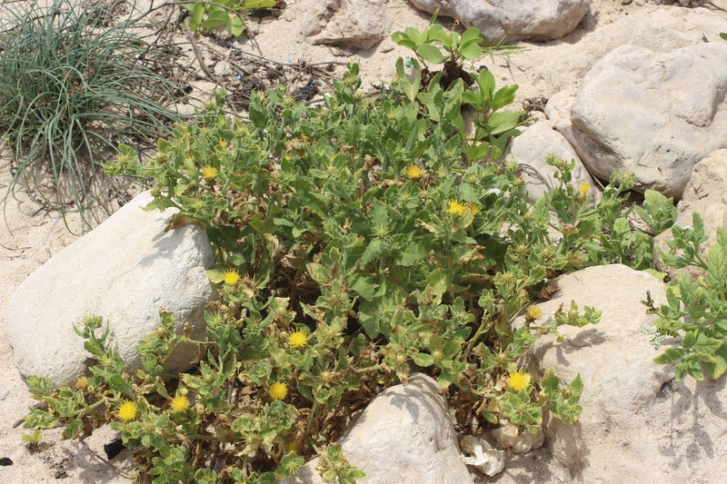 Centaurea dhofarica