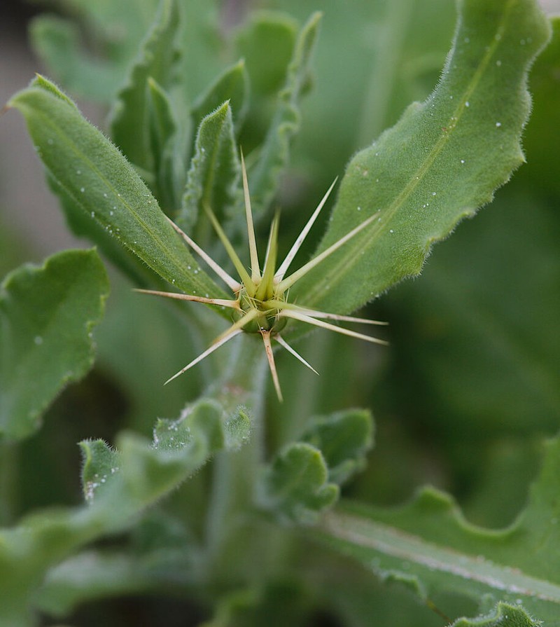 Centaurea dhofarica photo 2