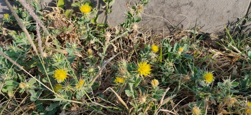 Centaurea dhofarica photo 3