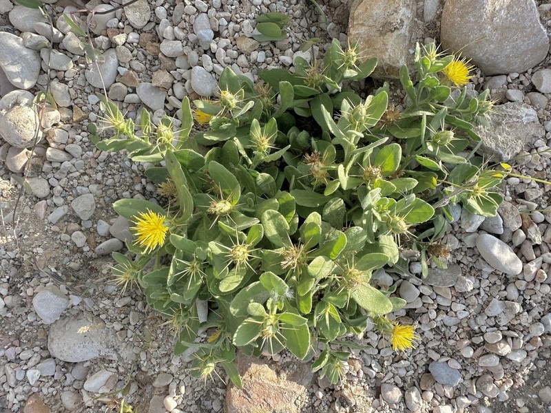 Centaurea dhofarica photo 4