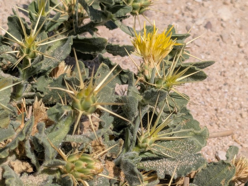 Centaurea dhofarica photo 5