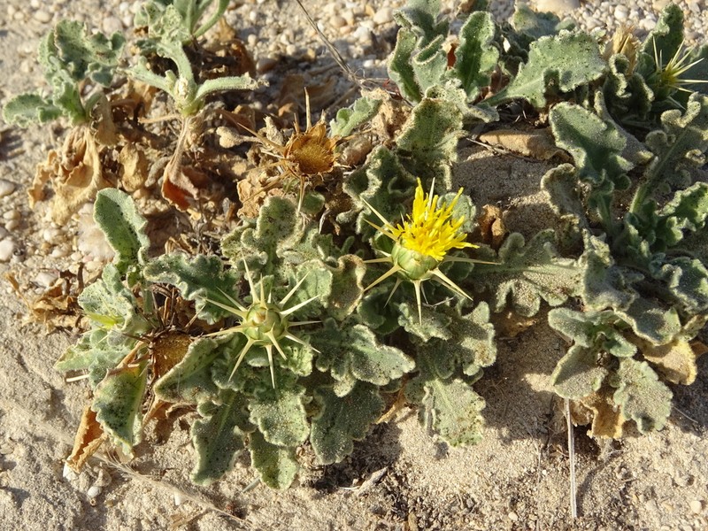 Centaurea dhofarica photo 7