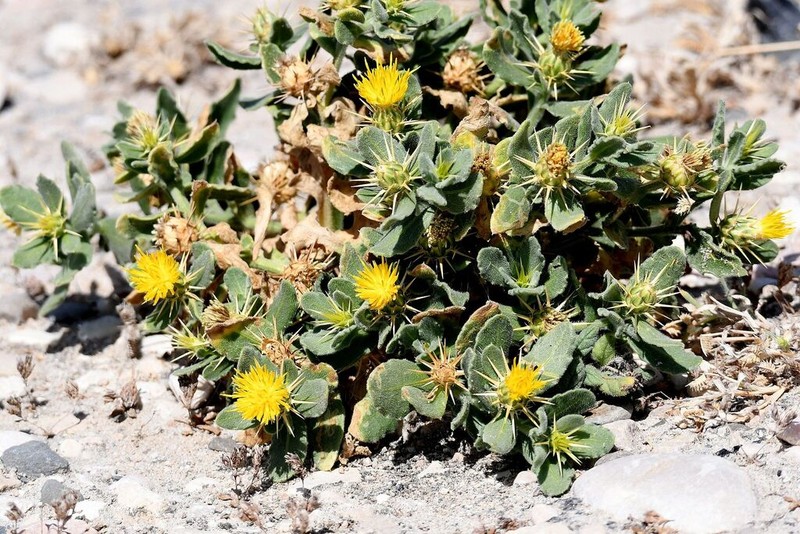 Centaurea dhofarica photo 8