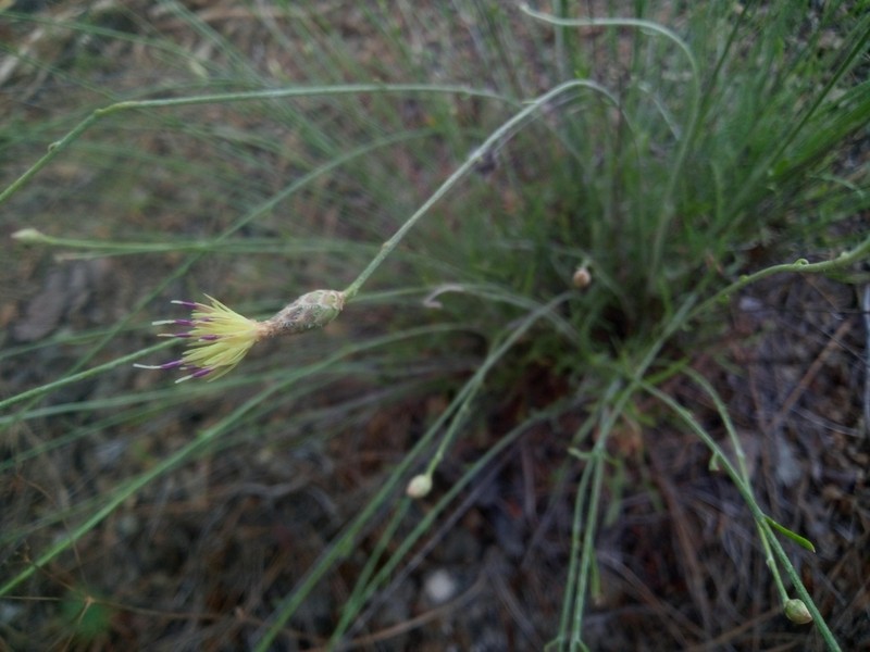 Centaurea dichroa