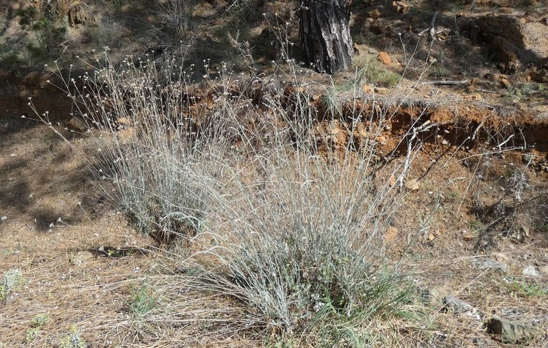 Centaurea dichroa photo 2
