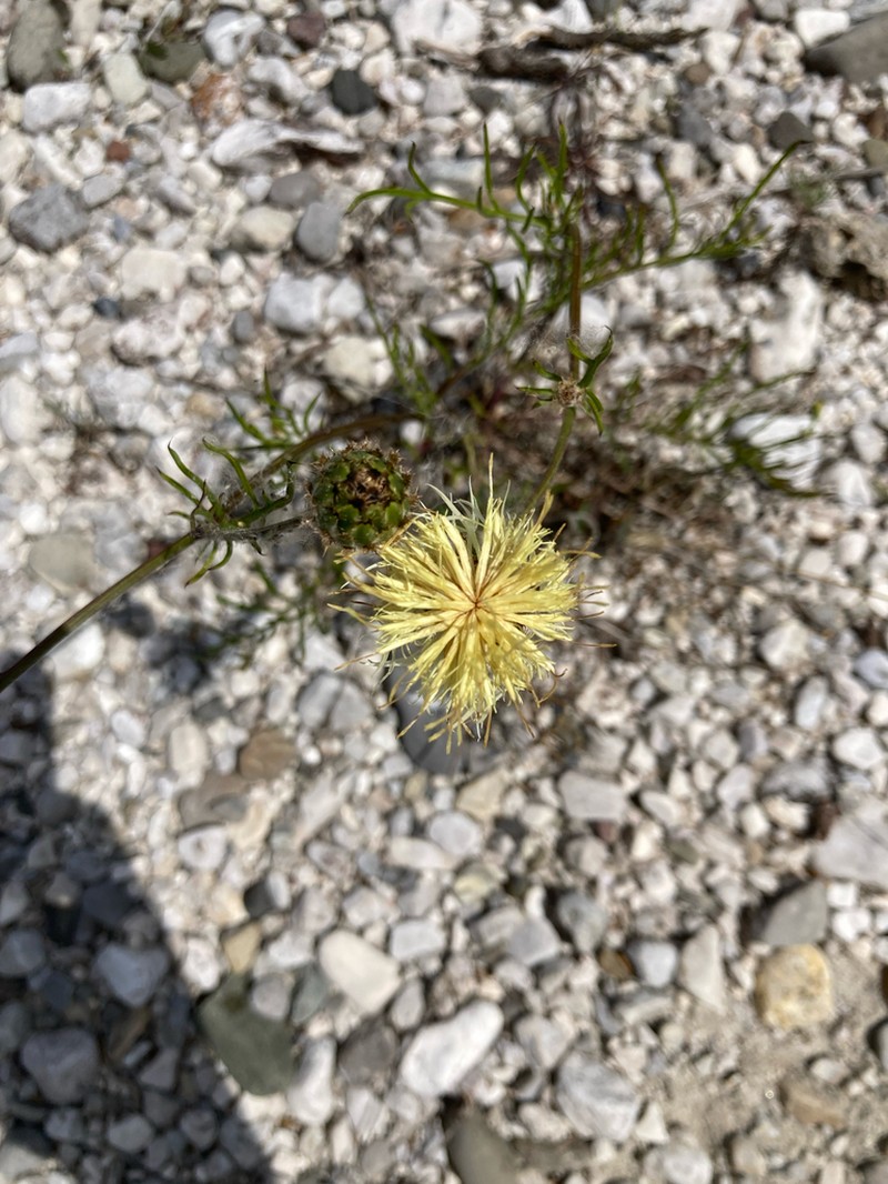 Centaurea dichroa photo 3