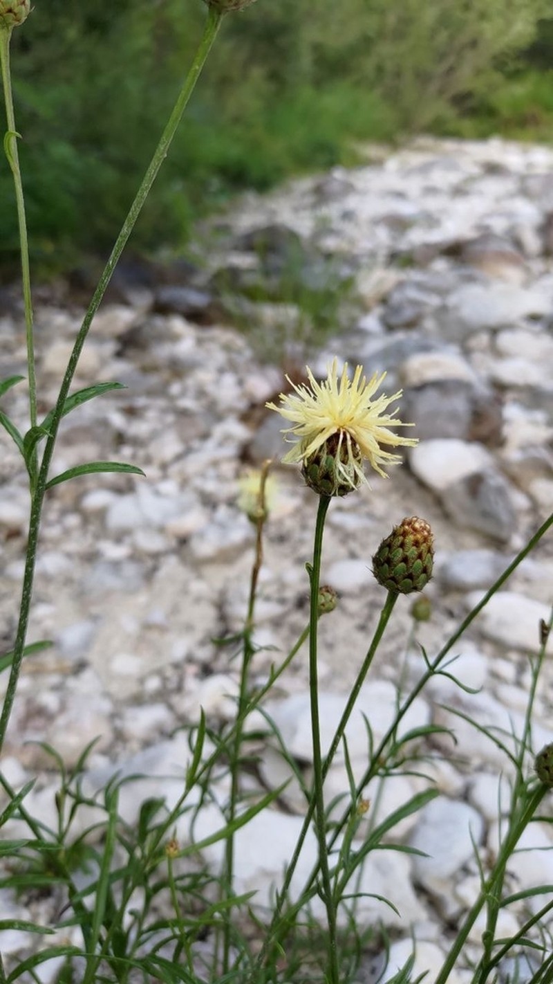 Centaurea dichroantha photo 2