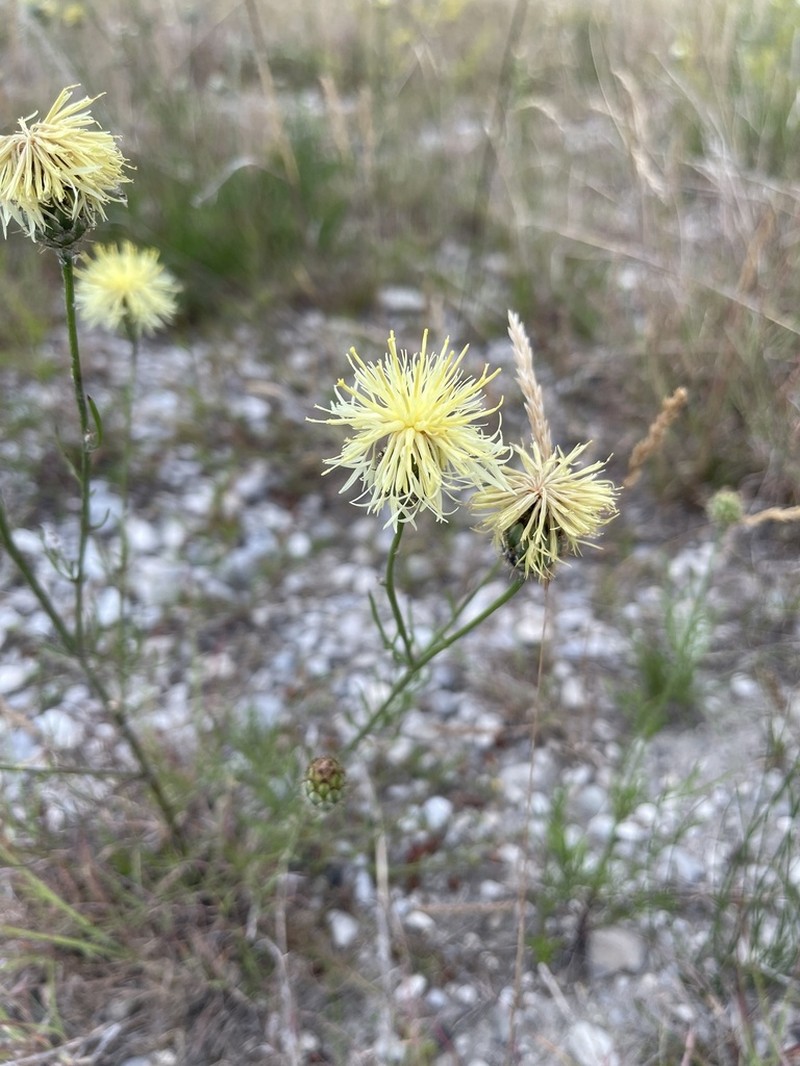 Centaurea dichroantha photo 3
