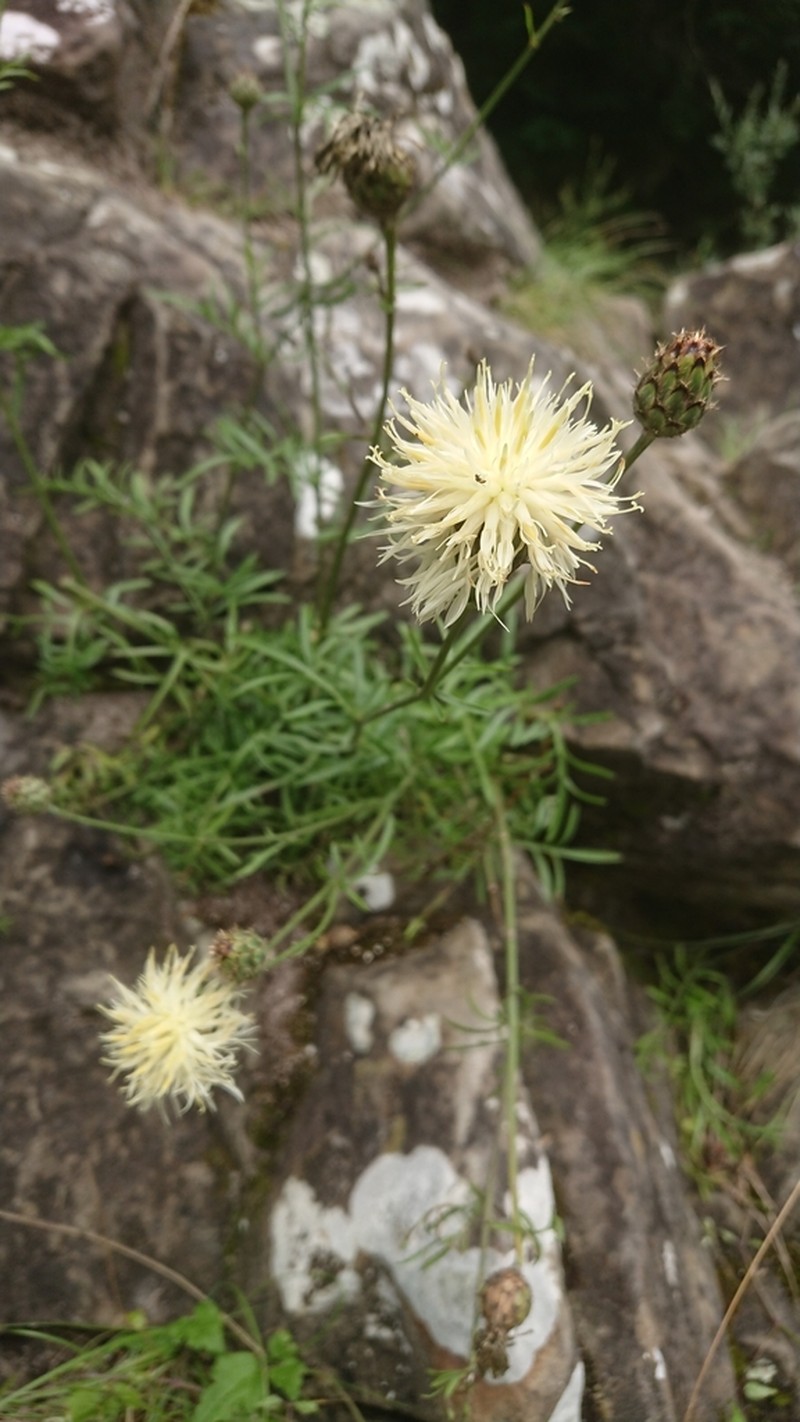 Centaurea dichroantha photo 4