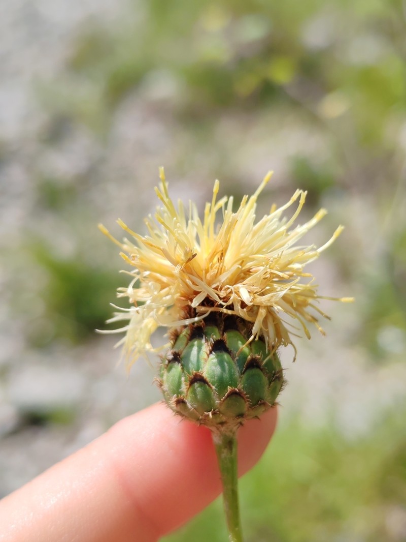 Centaurea dichroantha photo 5