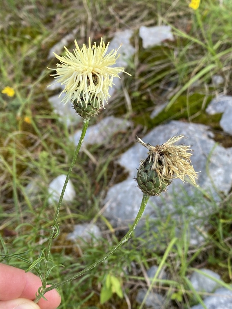 Centaurea dichroantha photo 6
