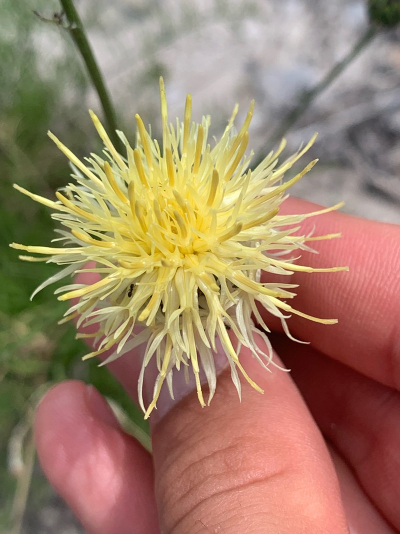 Centaurea dichroantha photo 7