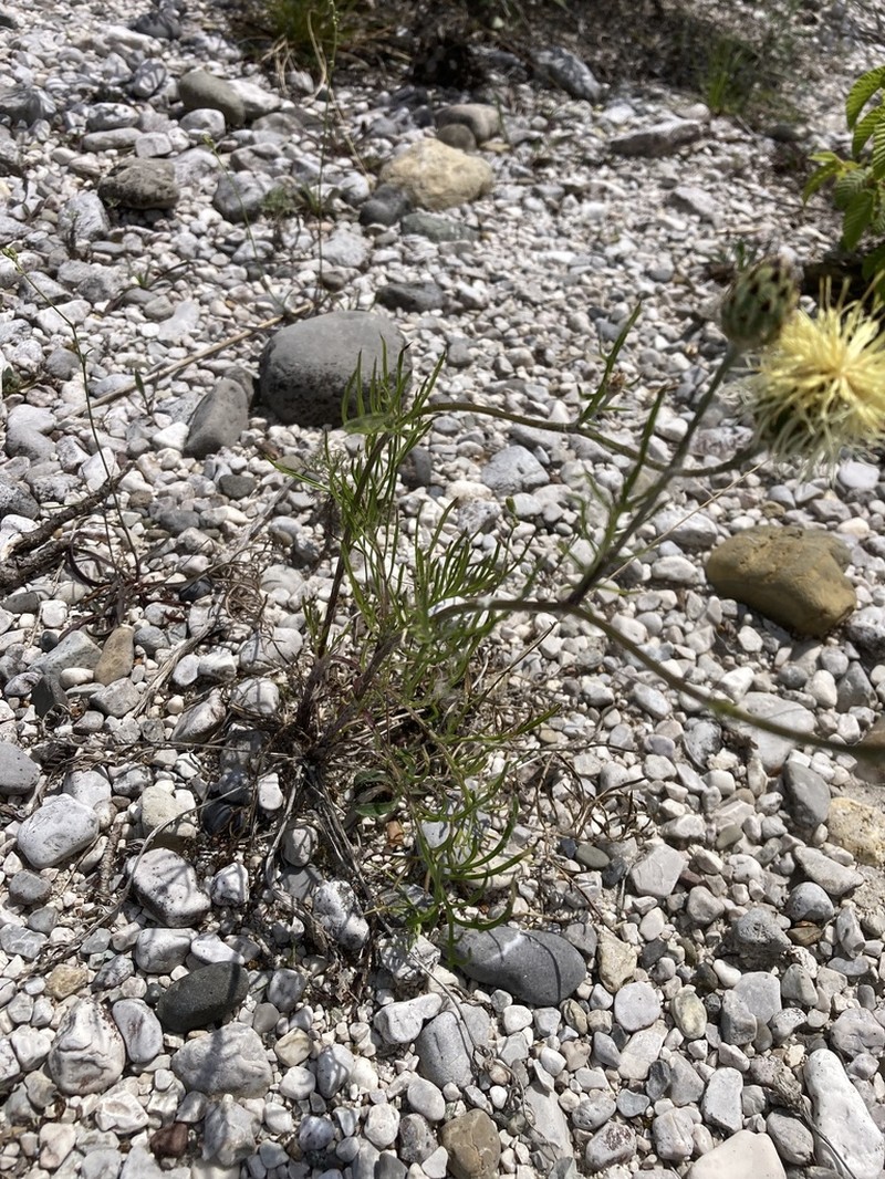 Centaurea dichroantha photo 8