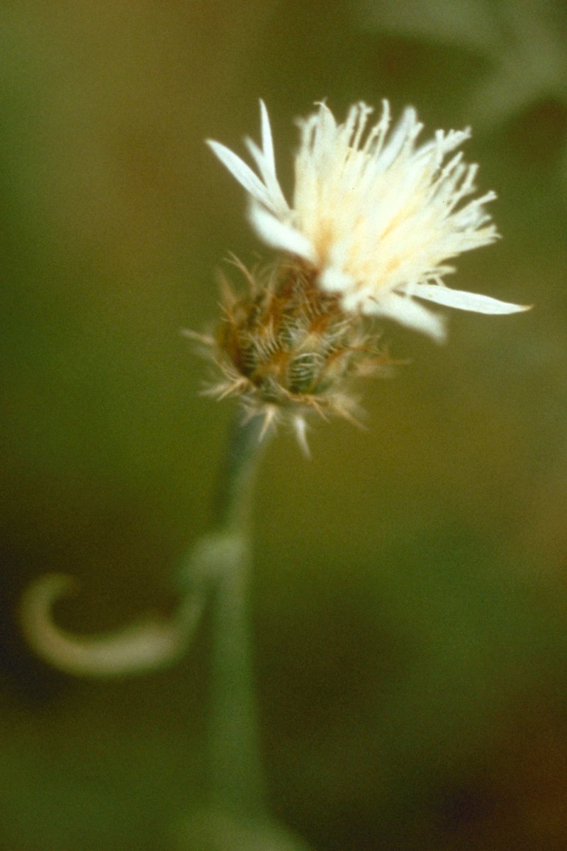 Diffuse Knapweed photo 2