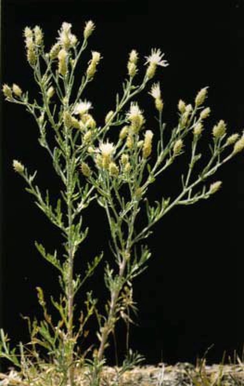 Diffuse Knapweed
