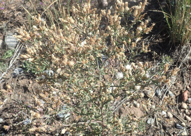Diffuse Knapweed photo 3