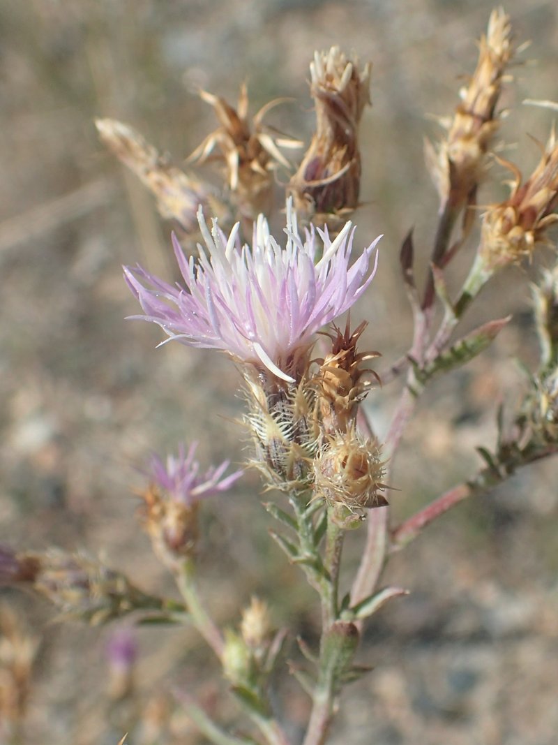 Diffuse Knapweed photo 4
