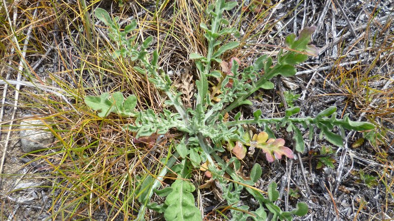 Diffuse Knapweed photo 5