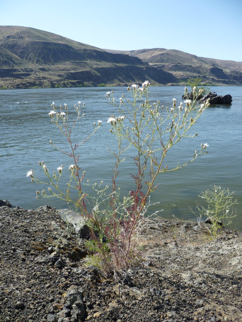 Diffuse Knapweed photo 6
