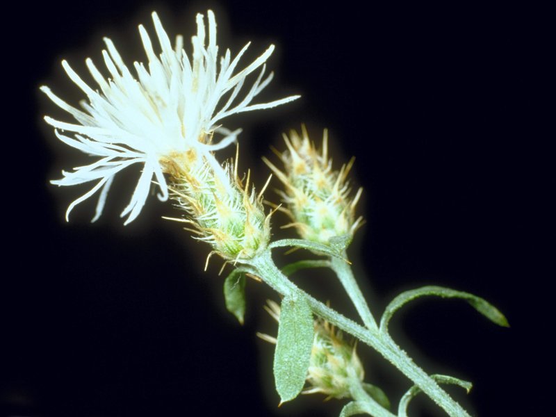 Diffuse Knapweed photo 7