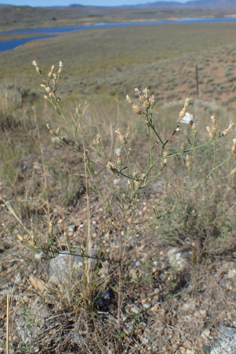 Diffuse Knapweed photo 8