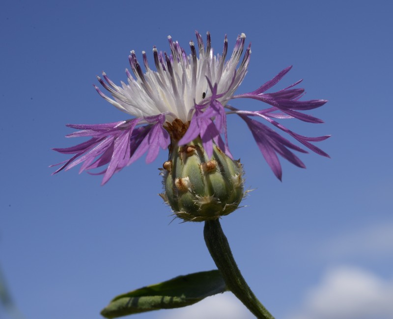 North African Knapweed photo 3