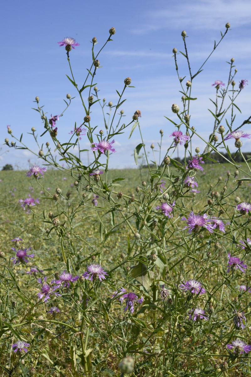 North African Knapweed photo 4