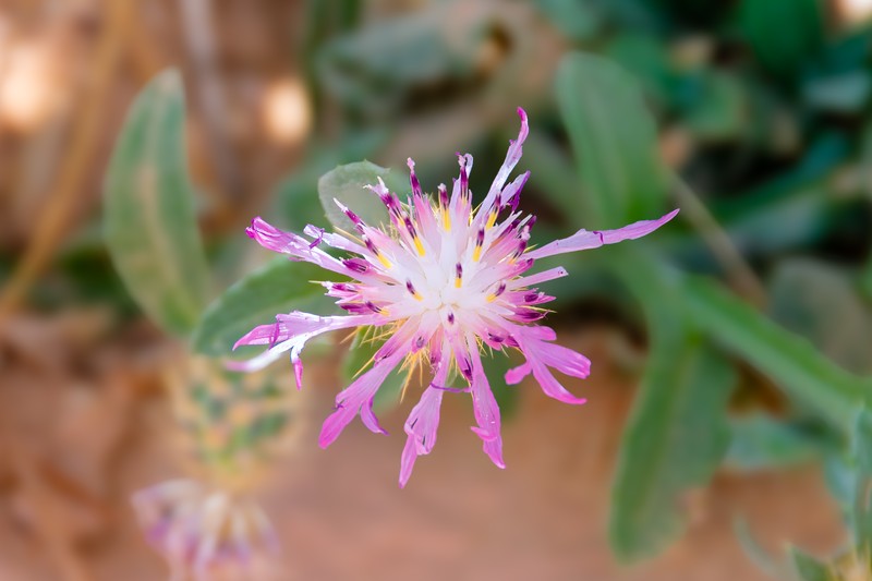 North African Knapweed photo 5