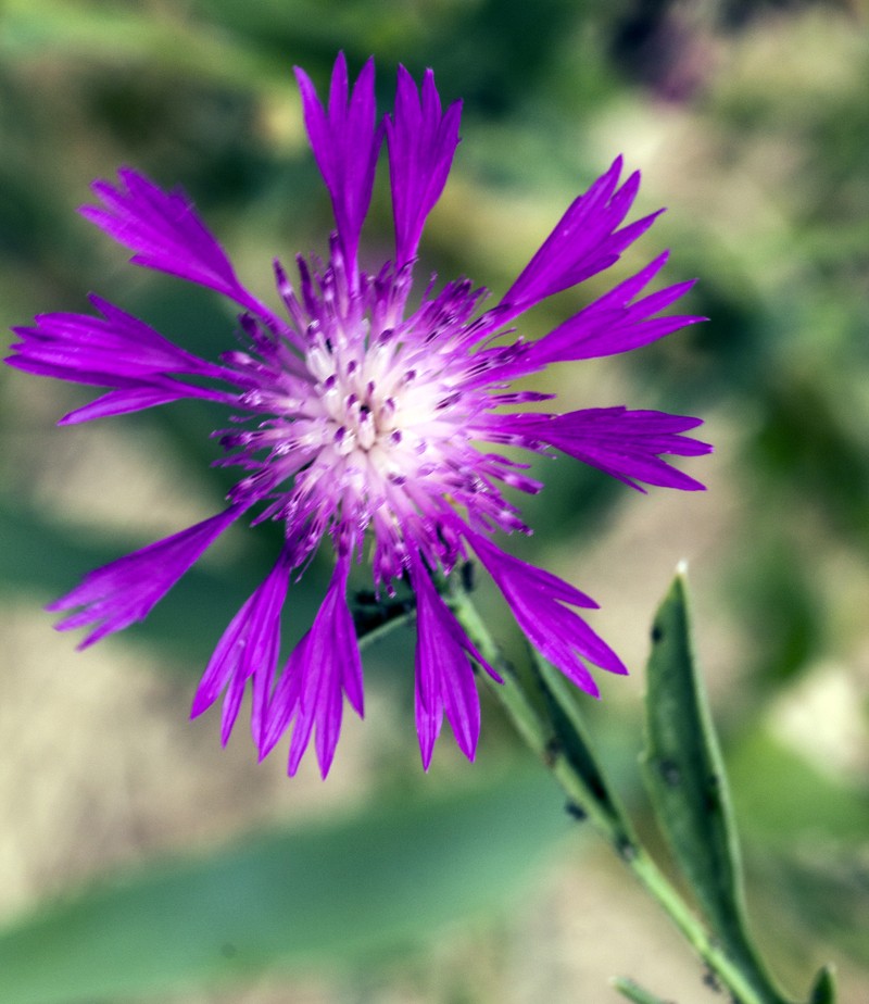 North African Knapweed photo 6