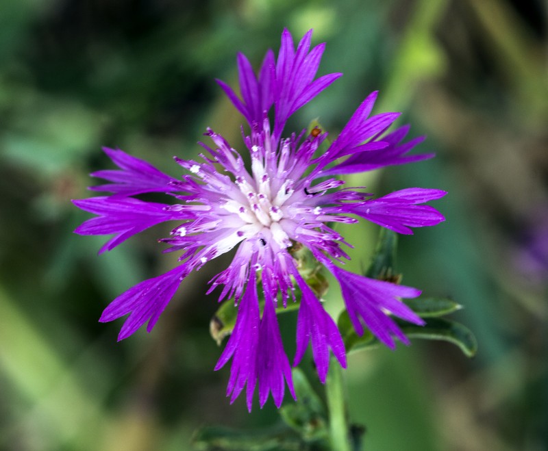 North African Knapweed