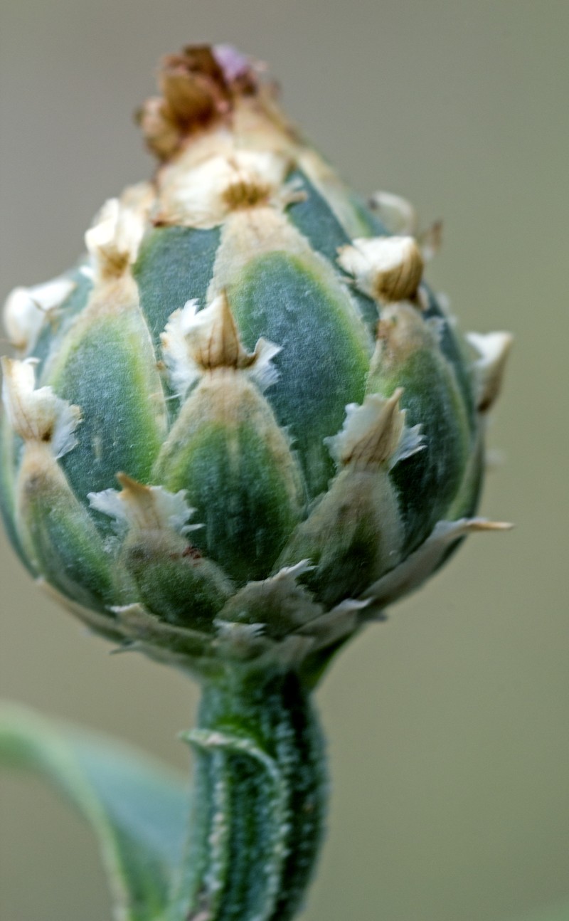 North African Knapweed photo 2