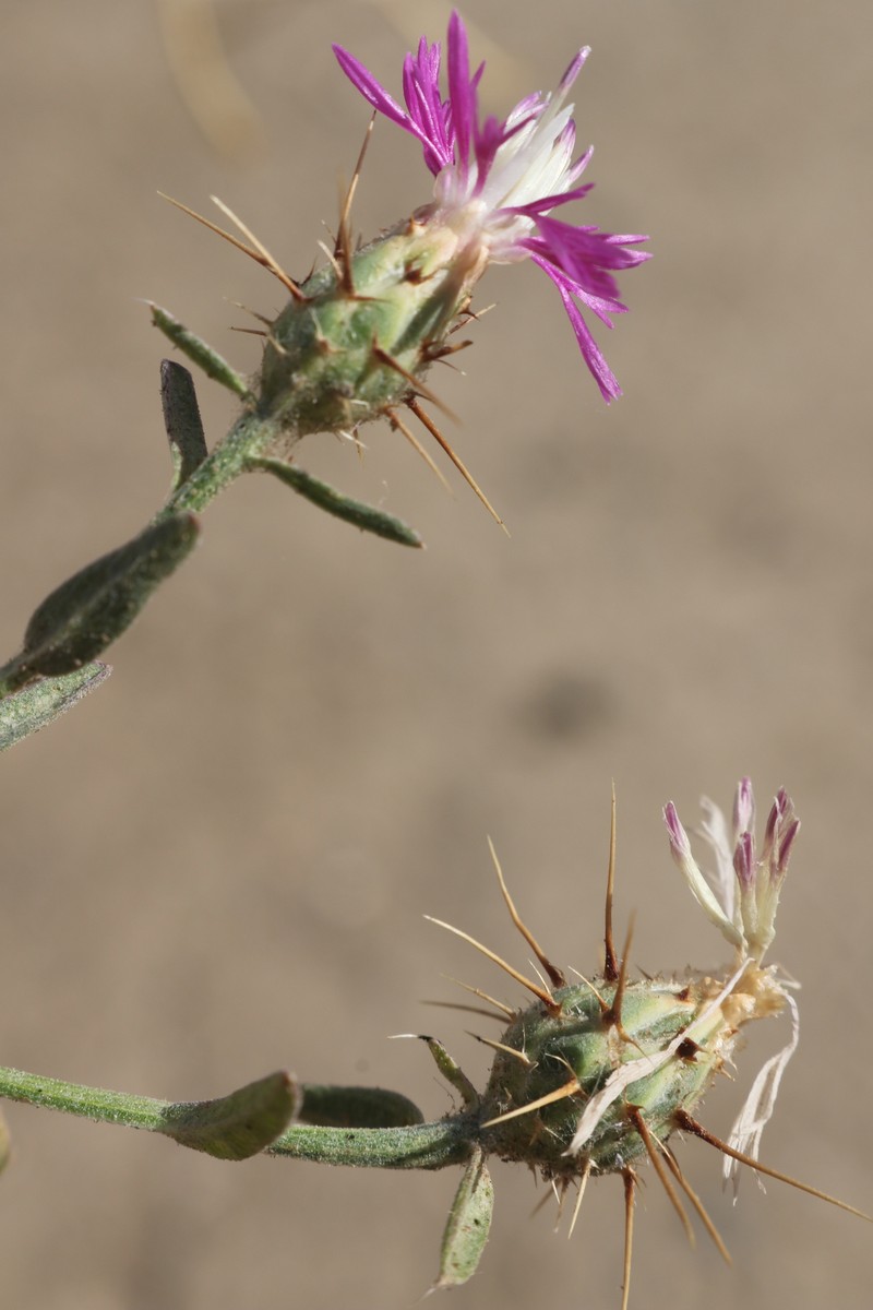 Centaurea diluta subsp. algeriensis
