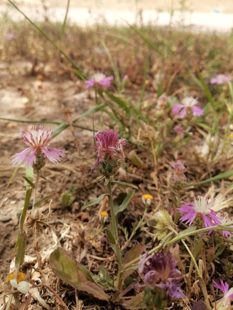 Centaurea diluta subsp. algeriensis photo 2