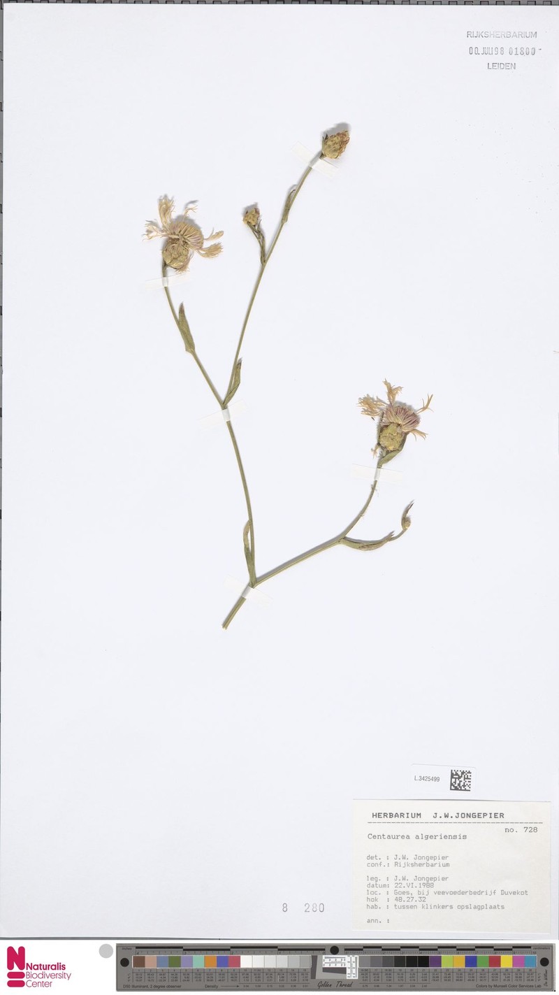 Centaurea diluta subsp. algeriensis photo 3