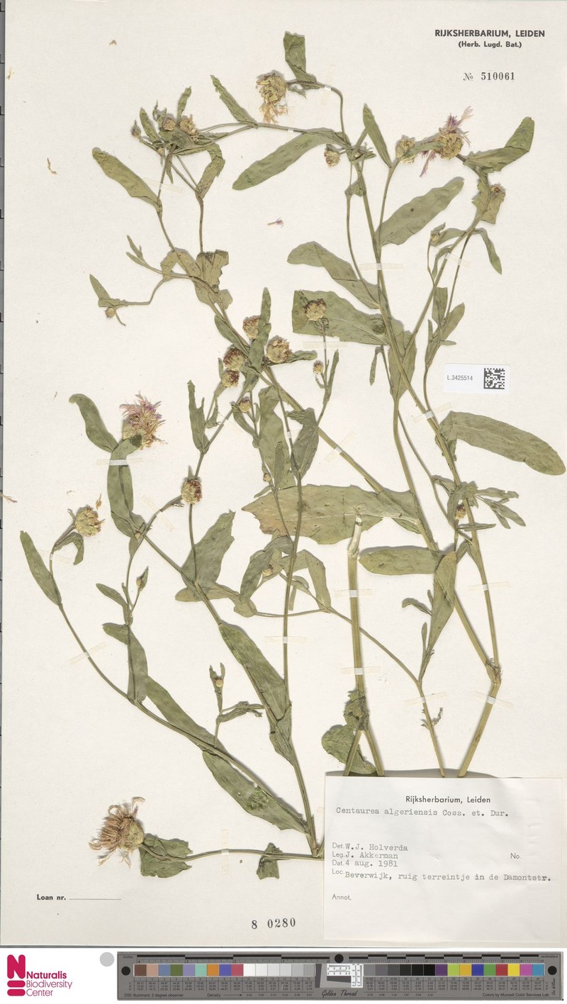 Centaurea diluta subsp. algeriensis photo 4