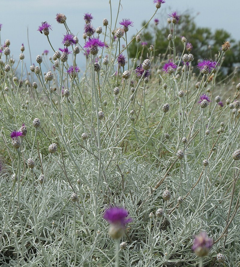 Centaurea diomedea