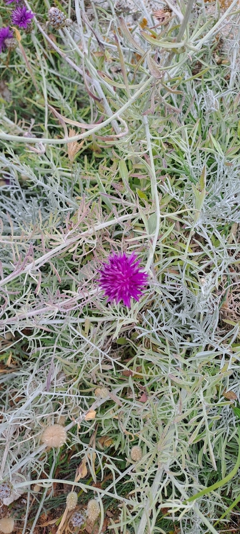 Centaurea diomedea photo 2