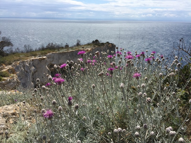 Centaurea diomedea photo 4