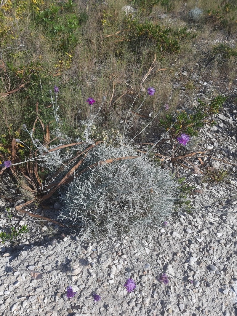 Centaurea diomedea photo 5