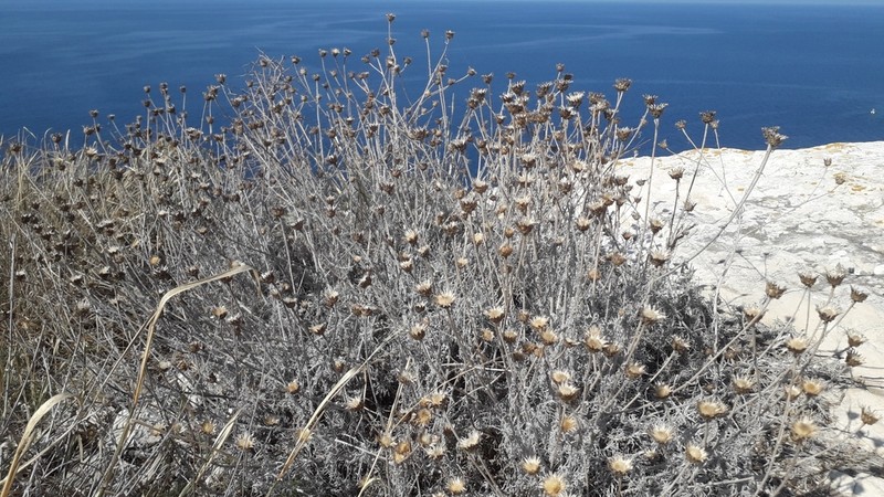 Centaurea diomedea photo 6