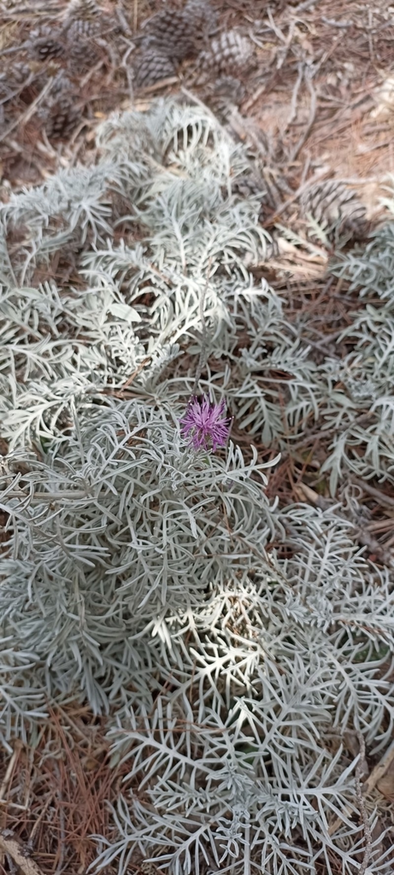 Centaurea diomedea photo 7
