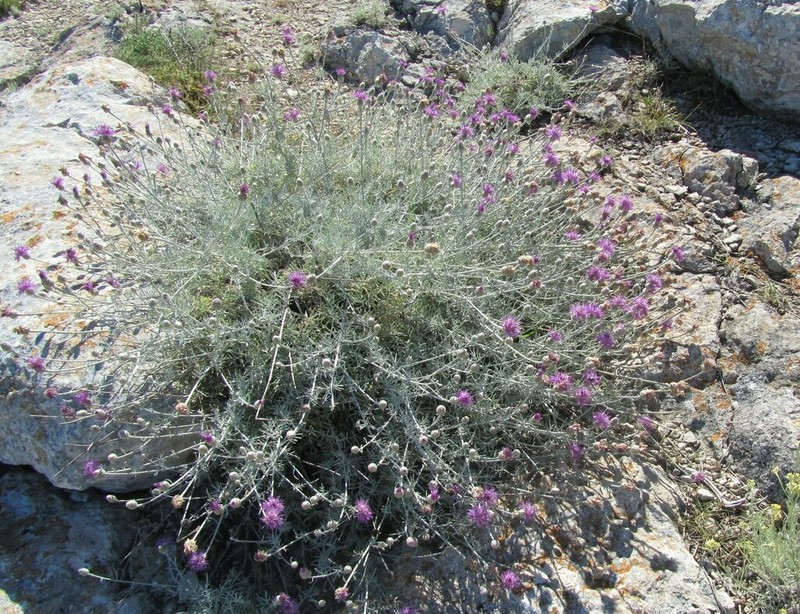 Centaurea diomedea photo 8